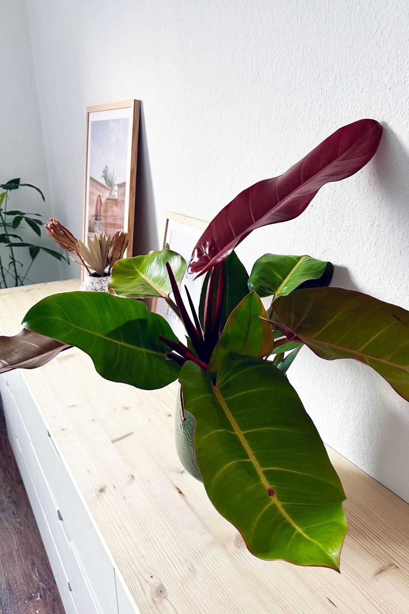 Apartment Business & Leisure *